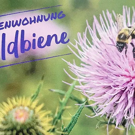 Wildbiene Luebbenau