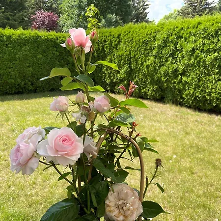 Apartment Wildbiene *