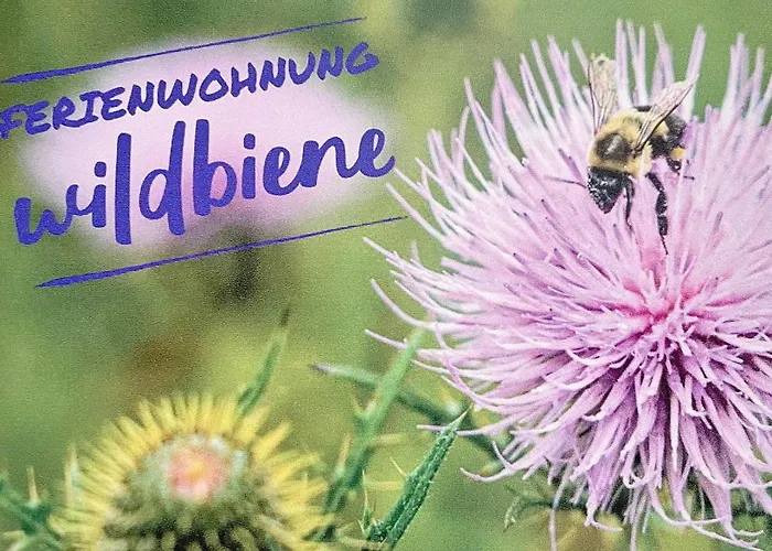 Lägenhet Wildbiene Kleeden